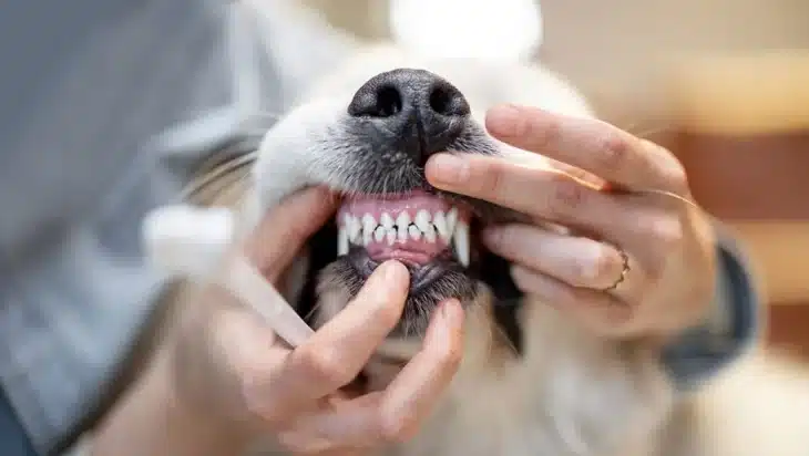 How to brush teeth for dogs
